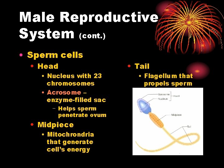 Male Reproductive System (cont. ) • Sperm cells • Head • Nucleus with 23