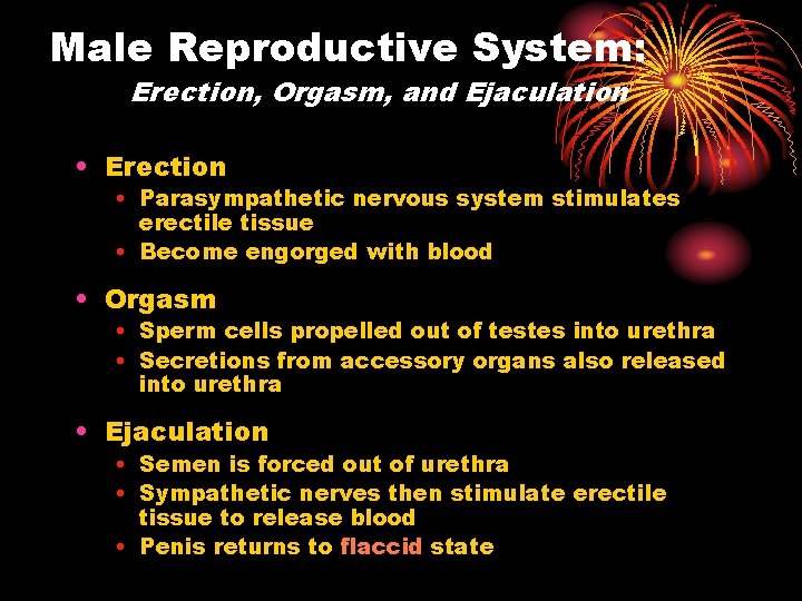 Male Reproductive System: Erection, Orgasm, and Ejaculation • Erection • Parasympathetic nervous system stimulates
