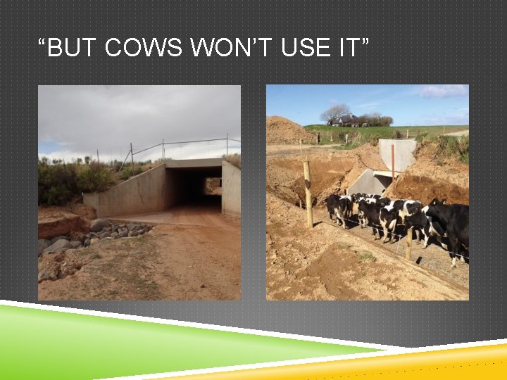 “BUT COWS WON’T USE IT” 