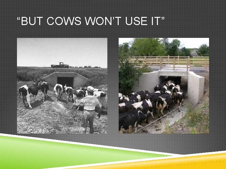 “BUT COWS WON’T USE IT” 