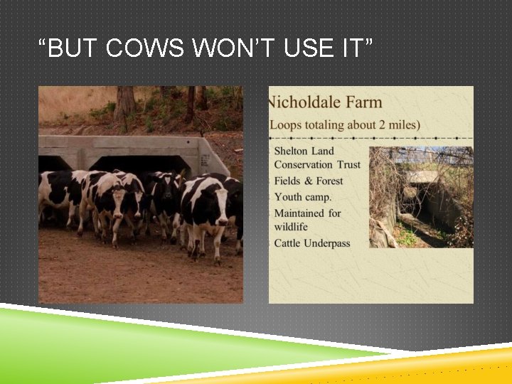 “BUT COWS WON’T USE IT” 