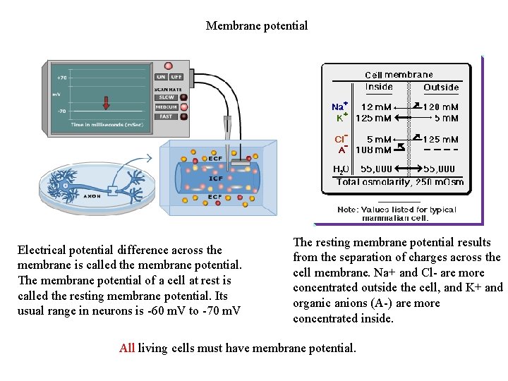 Membrane potential Electrical potential difference across the membrane is called the membrane potential. The