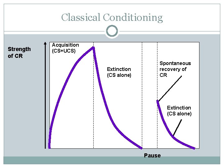 Classical Conditioning Strength of CR Acquisition (CS+UCS) Extinction (CS alone) Spontaneous recovery of CR