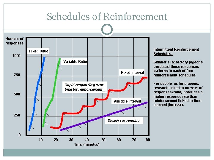 Schedules of Reinforcement Number of responses Intermittent Reinforcement Schedules- Fixed Ratio 1000 Variable Ratio