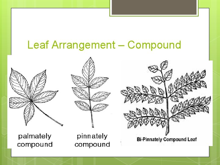 Leaf Arrangement – Compound 
