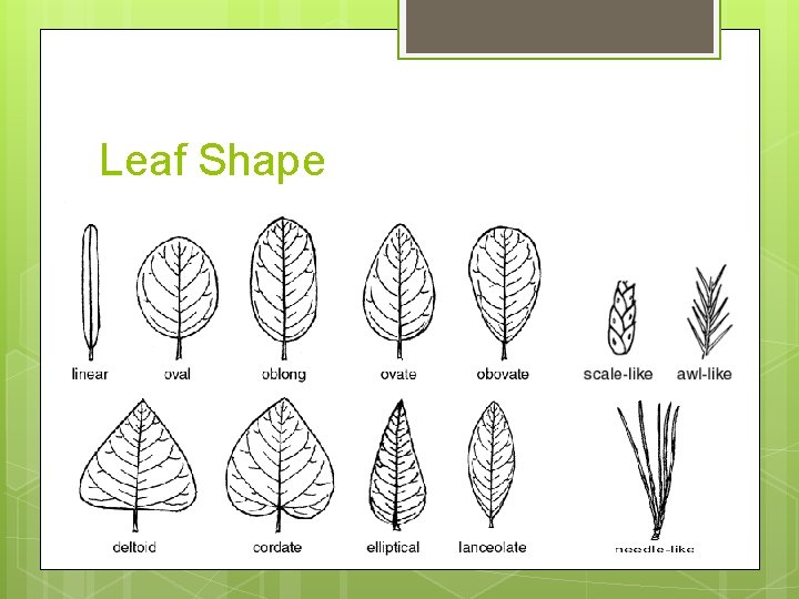 Leaf Shape 