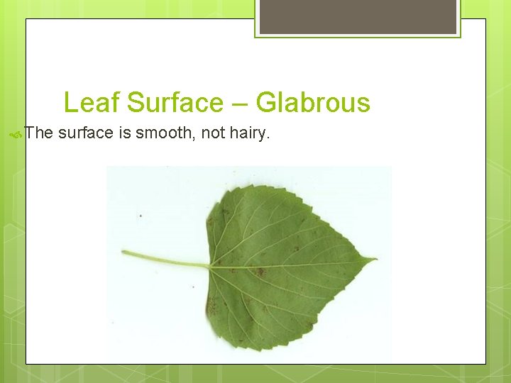 Leaf Surface – Glabrous The surface is smooth, not hairy. 