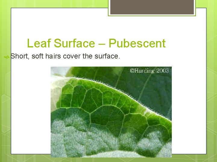 Leaf Surface – Pubescent Short, soft hairs cover the surface. 
