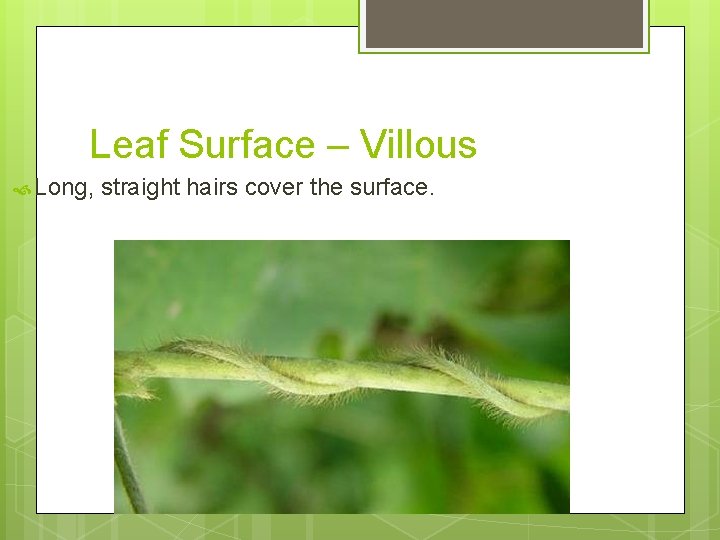 Leaf Surface – Villous Long, straight hairs cover the surface. 