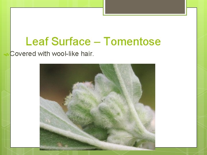 Leaf Surface – Tomentose Covered with wool-like hair. 