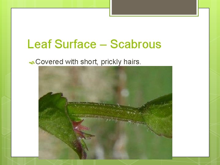 Leaf Surface – Scabrous Covered with short, prickly hairs. 