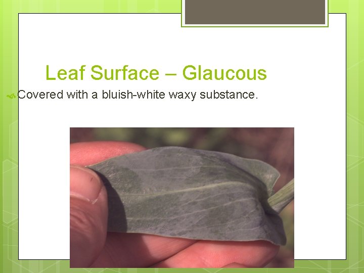 Leaf Surface – Glaucous Covered with a bluish-white waxy substance. 
