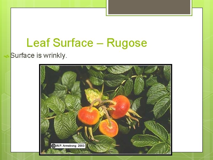 Leaf Surface – Rugose Surface is wrinkly. 