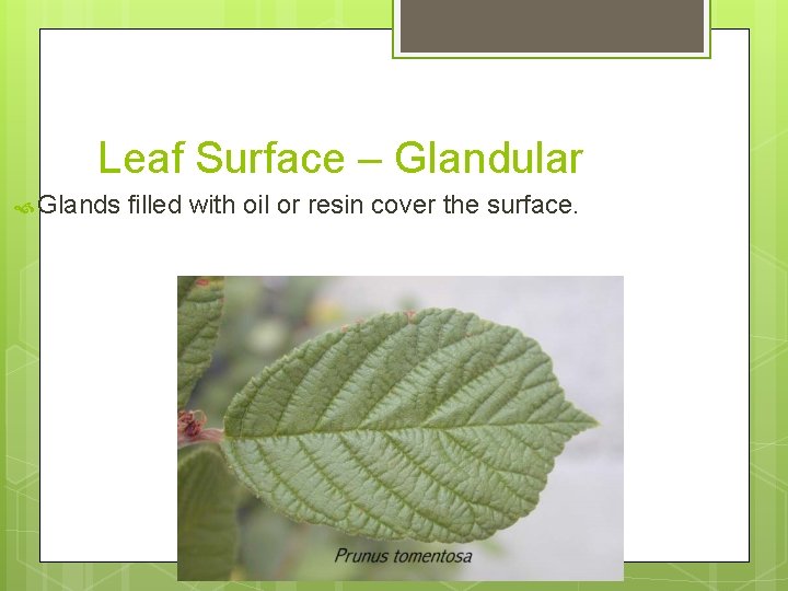 Leaf Surface – Glandular Glands filled with oil or resin cover the surface. 