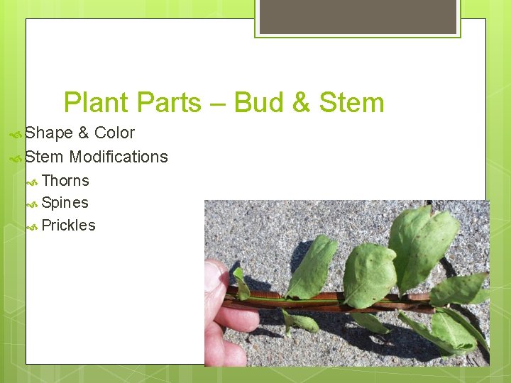 Plant Parts – Bud & Stem Shape & Color Stem Modifications Thorns Spines Prickles