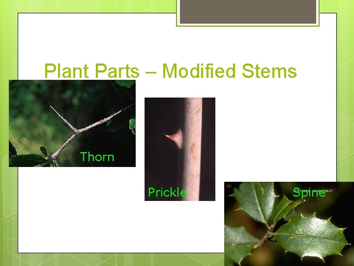 Plant Parts – Modified Stems Thorn Prickle Spine 