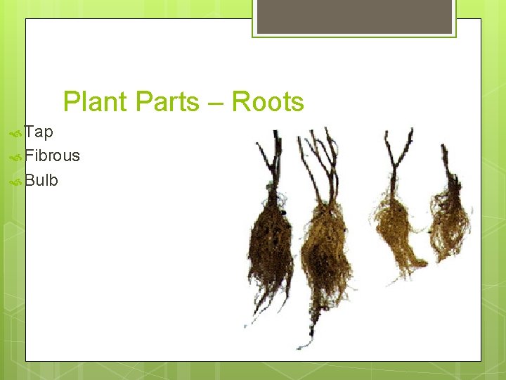 Plant Parts – Roots Tap Fibrous Bulb 