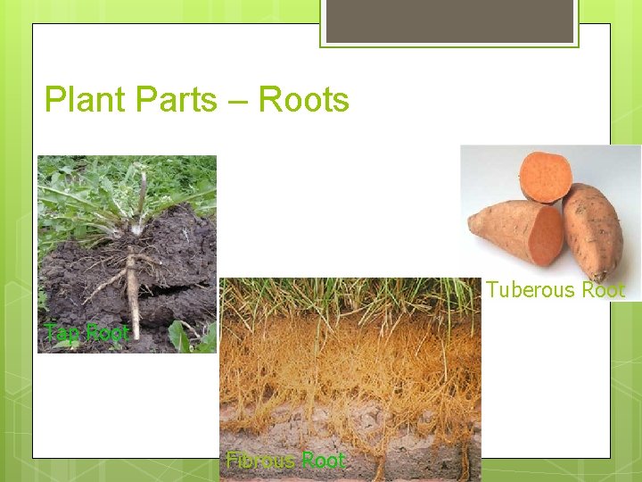 Plant Parts – Roots Tuberous Root Tap Root Fibrous Root 