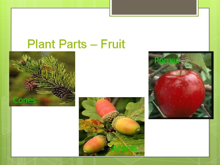 Plant Parts – Fruit Pomes Cones Acorns 