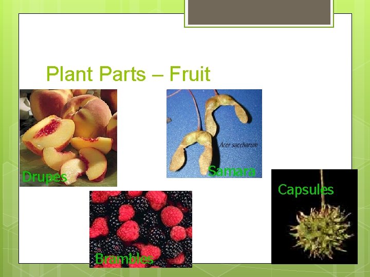 Plant Parts – Fruit Samara Drupes Capsules Brambles 