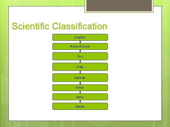 Scientific Classification Kingdom Phylum/Division Class Order Suborder Family Genus Species 