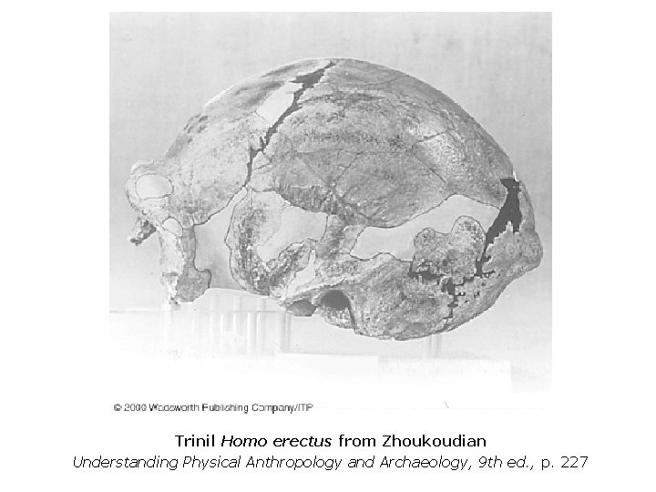 Trinil Homo erectus from Zhoukoudian Understanding Physical Anthropology and Archaeology, 9 th ed. ,