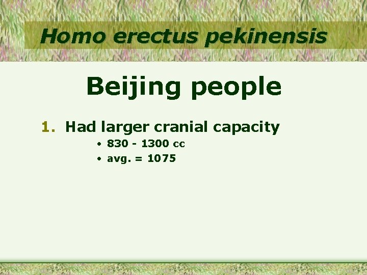 Homo erectus pekinensis Beijing people 1. Had larger cranial capacity • 830 - 1300