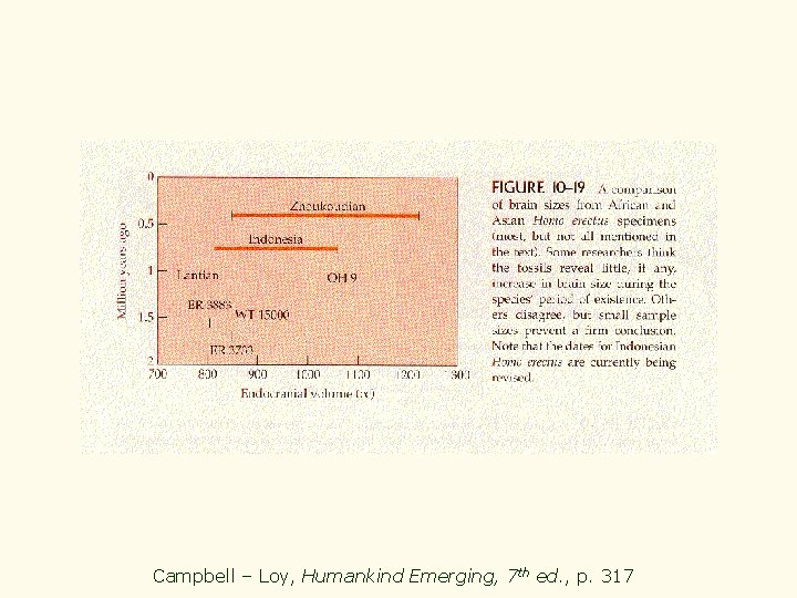 Campbell – Loy, Humankind Emerging, 7 th ed. , p. 317 