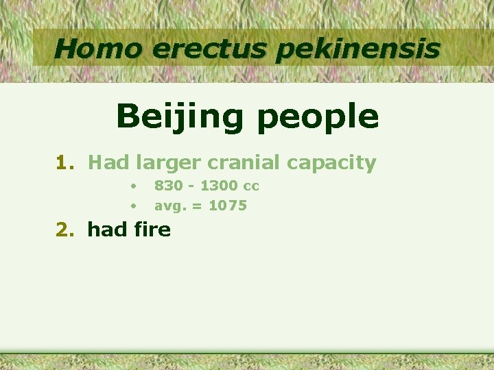 Homo erectus pekinensis Beijing people 1. Had larger cranial capacity • • 830 -