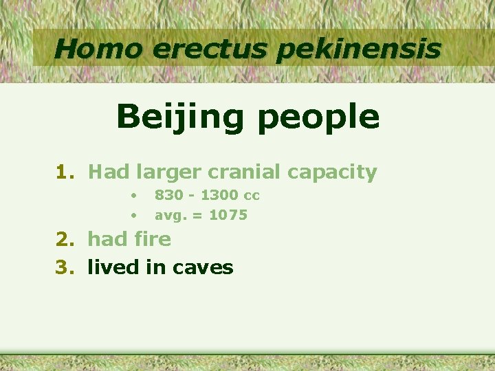 Homo erectus pekinensis Beijing people 1. Had larger cranial capacity • • 830 -