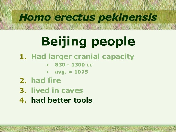 Homo erectus pekinensis Beijing people 1. Had larger cranial capacity • • 830 -