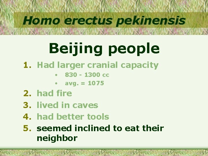 Homo erectus pekinensis Beijing people 1. Had larger cranial capacity • • 2. 3.