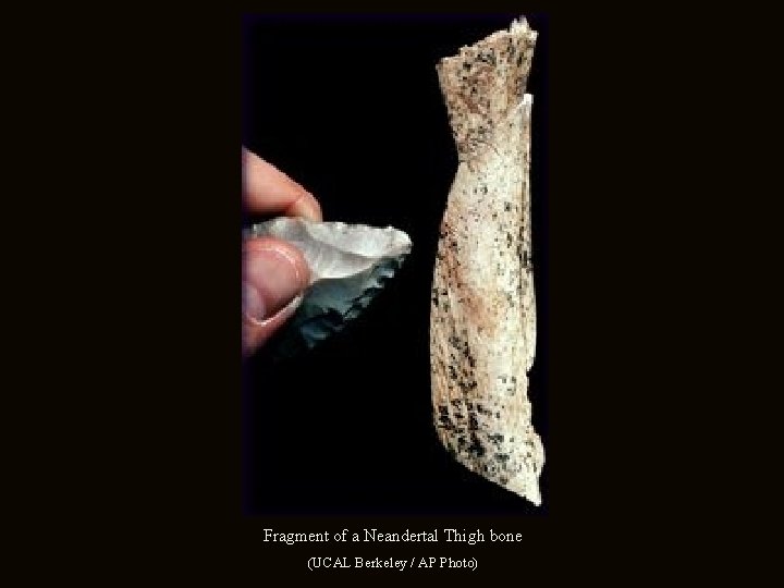 Fragment of a Neandertal Thigh bone (UCAL Berkeley / AP Photo) 