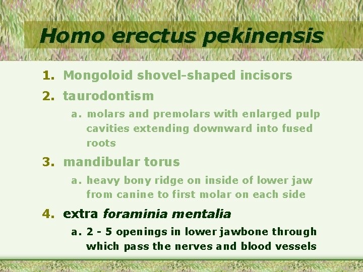 Homo erectus pekinensis 1. Mongoloid shovel-shaped incisors 2. taurodontism a. molars and premolars with
