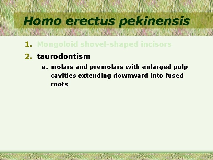 Homo erectus pekinensis 1. Mongoloid shovel-shaped incisors 2. taurodontism a. molars and premolars with