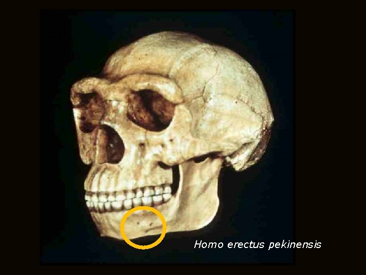 Homo erectus pekinensis 