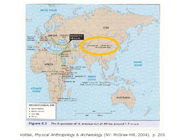 Kottak, Physical Anthropology & Archaeology (NY: Mc. Graw-Hill, 2004), p. 203. 