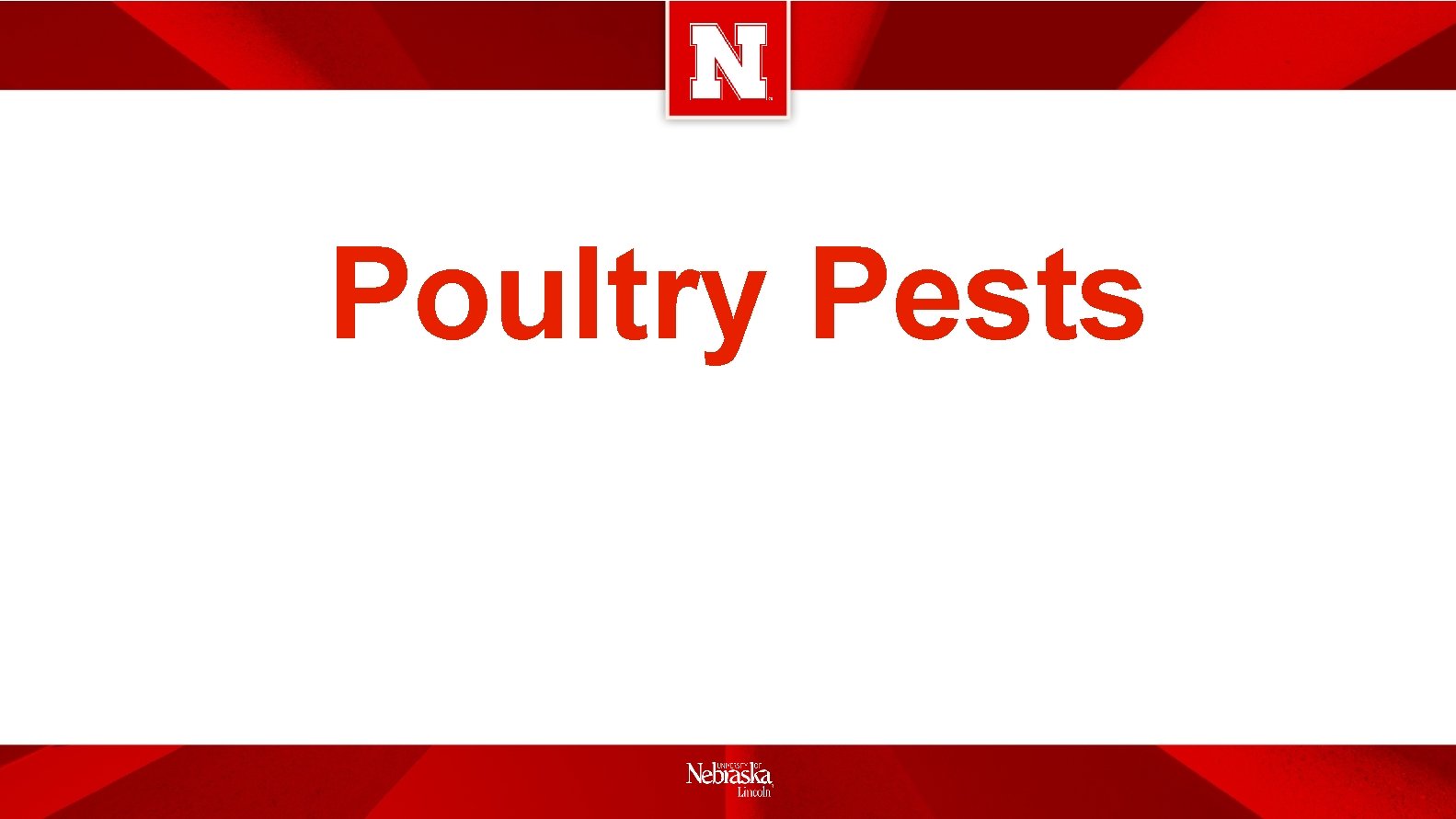 Poultry Pests 