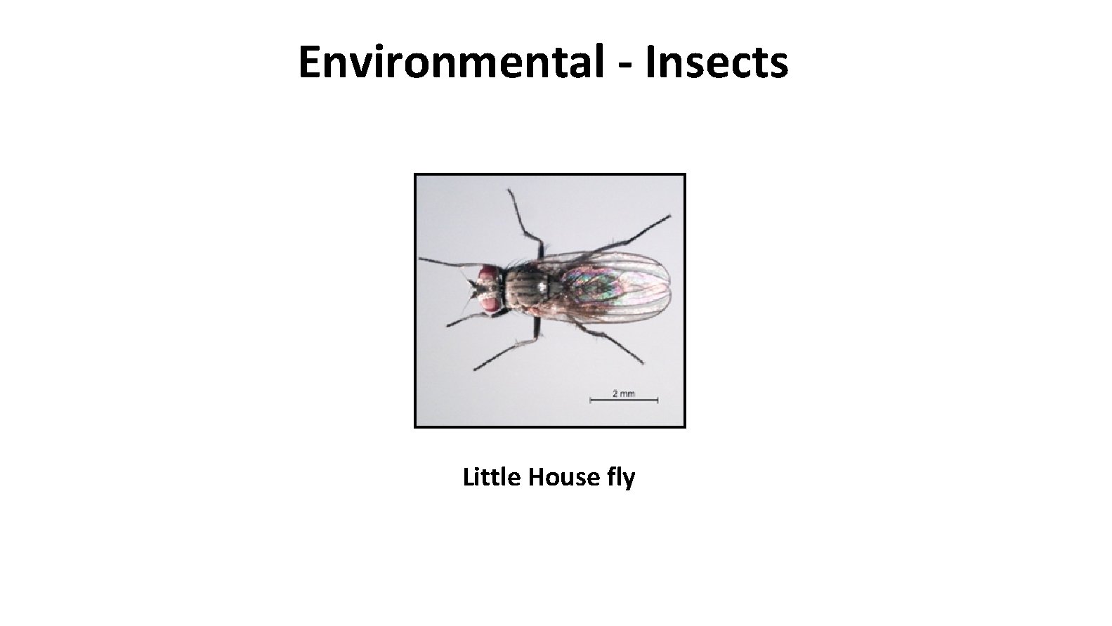 Environmental - Insects Little House fly 