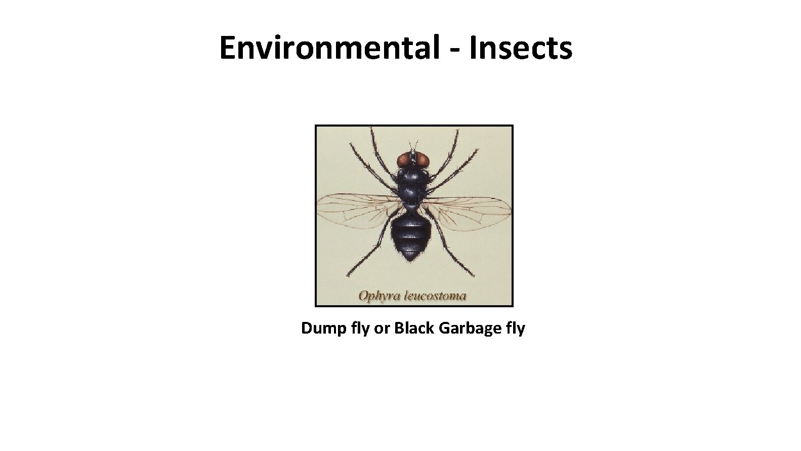 Environmental - Insects Dump fly or Black Garbage fly 