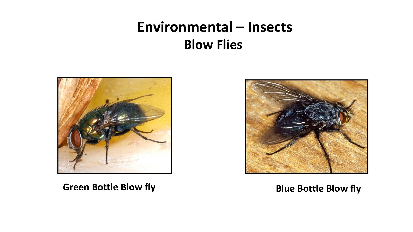 Environmental – Insects Blow Flies Green Bottle Blow fly Blue Bottle Blow fly 