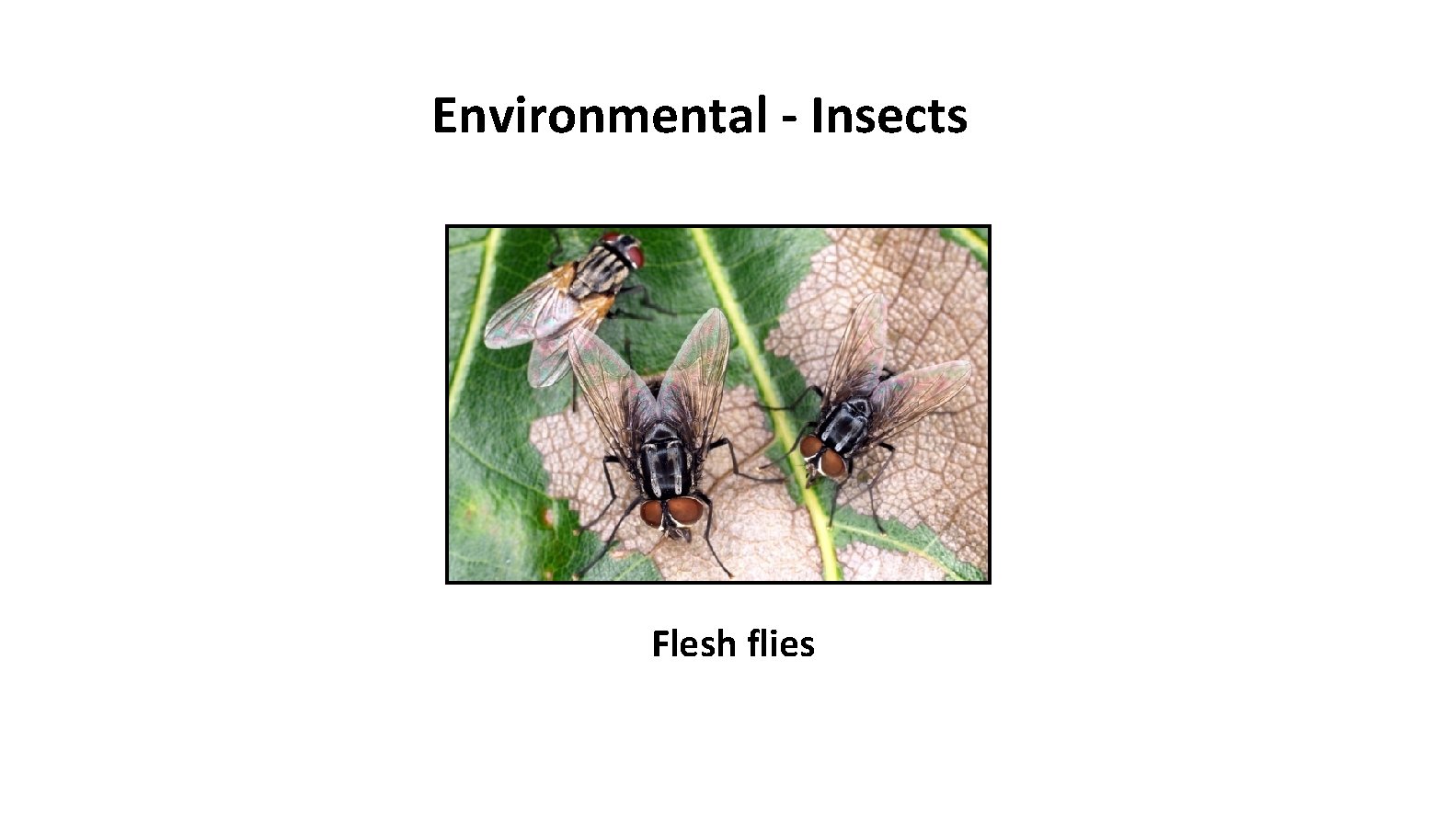 Environmental - Insects Flesh flies 