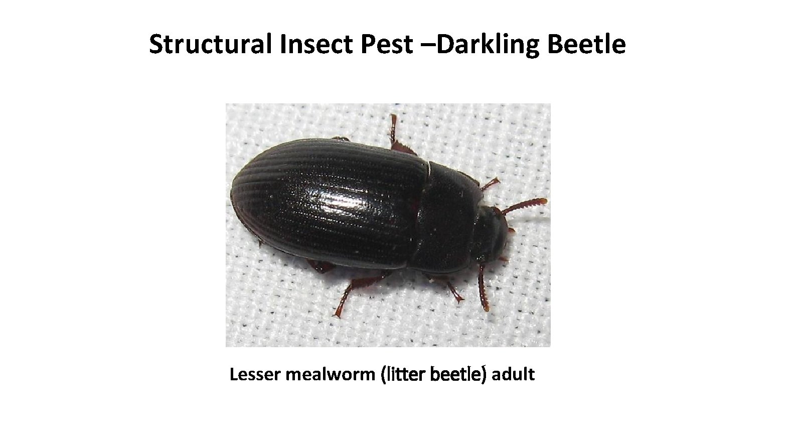 Structural Insect Pest –Darkling Beetle Lesser mealworm (litter beetle) adult 