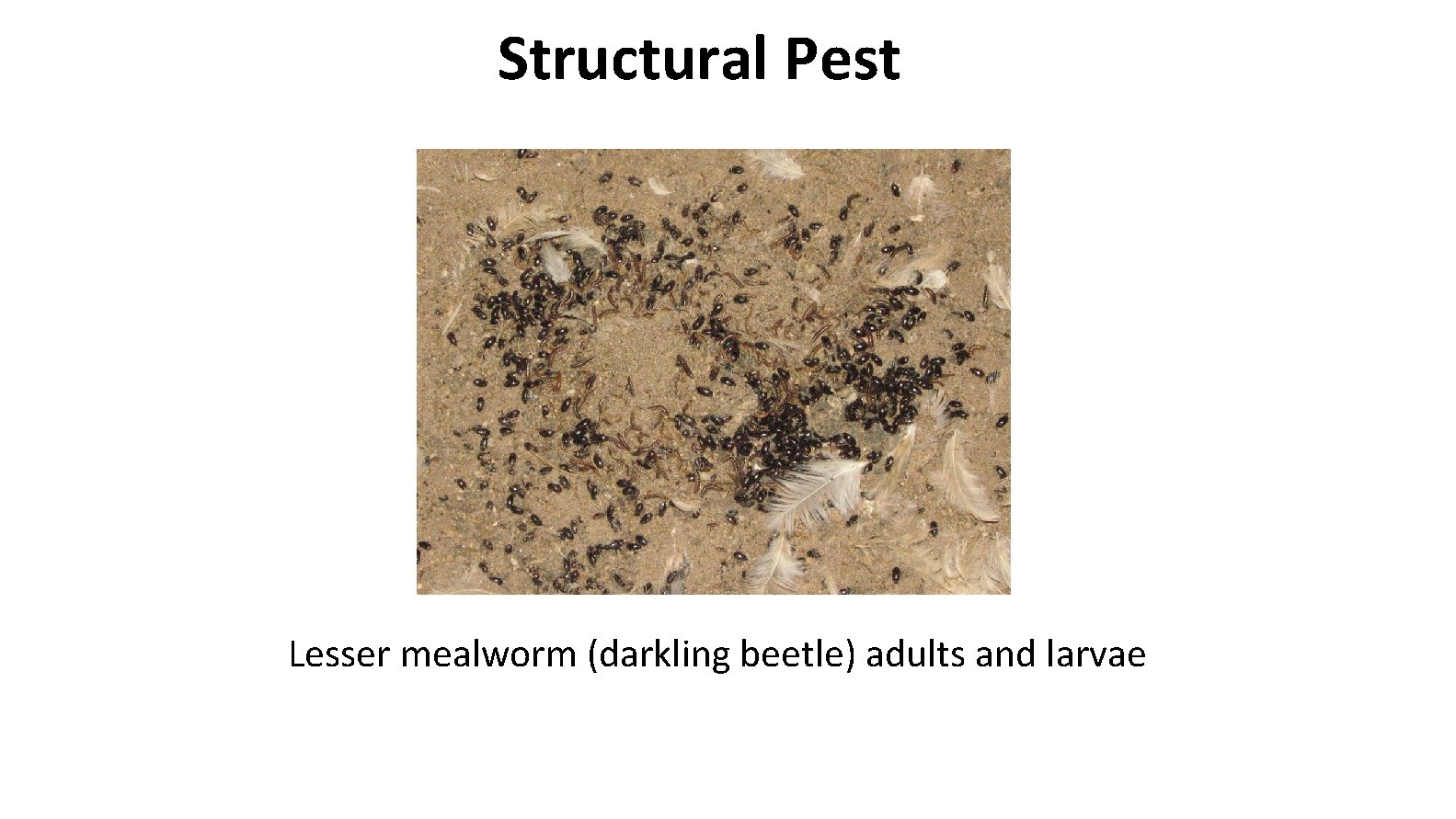 Structural Pest Lesser mealworm (darkling beetle) adults and larvae 