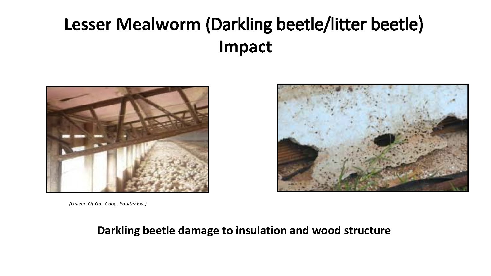 Lesser Mealworm (Darkling beetle/litter beetle) Impact (Univer. Of Ga. , Coop. Poultry Ext. )