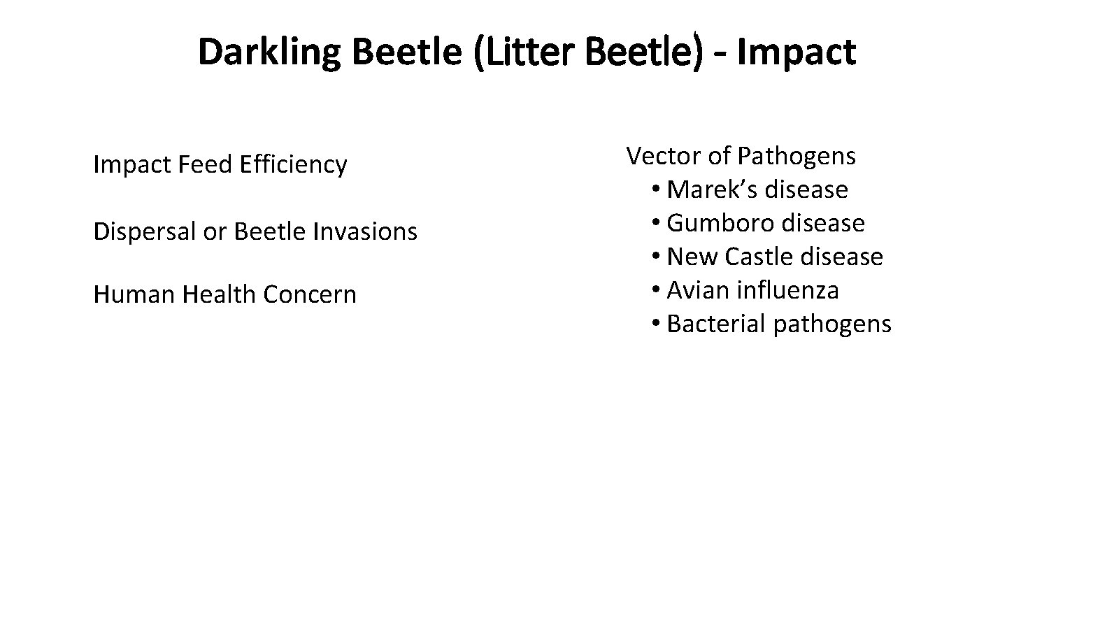 Darkling Beetle (Litter Beetle) - Impact Feed Efficiency Dispersal or Beetle Invasions Human Health