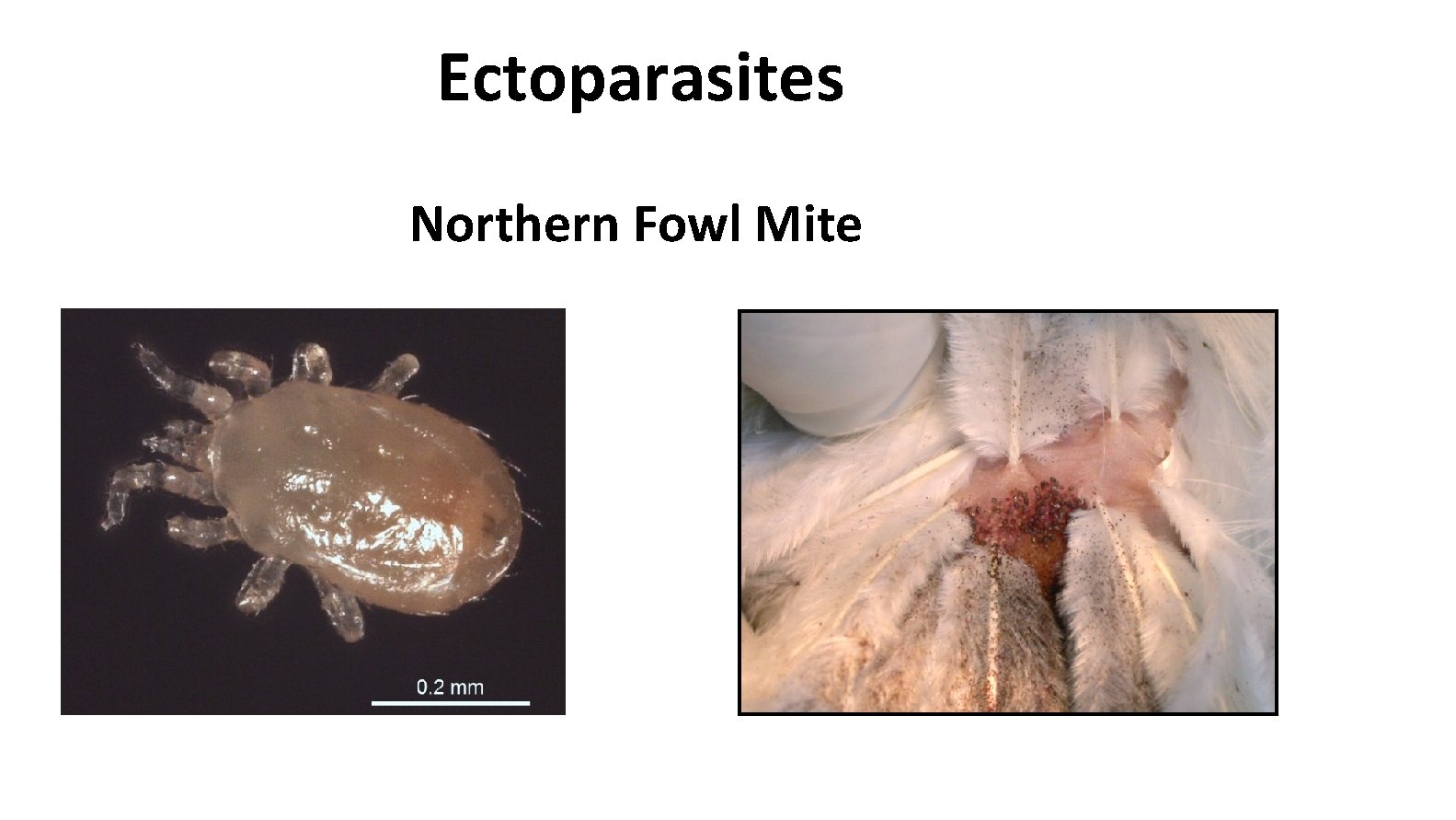 Ectoparasites Northern Fowl Mite 