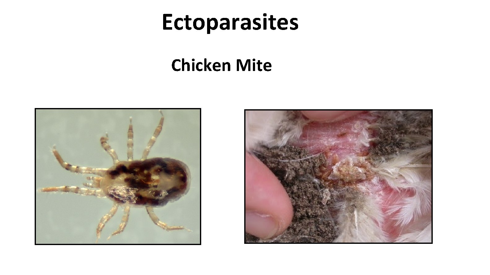 Ectoparasites Chicken Mite 