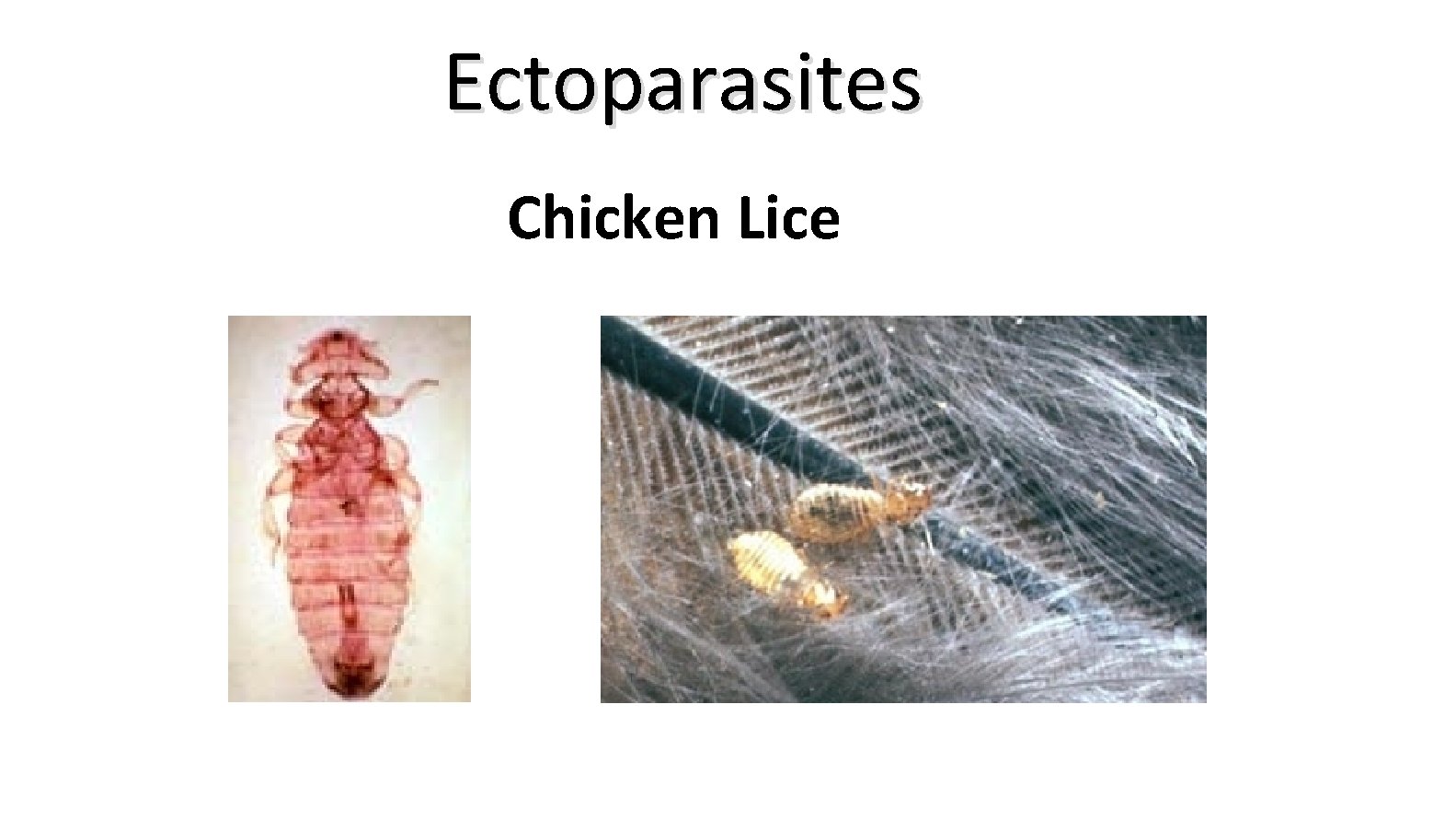 Ectoparasites Chicken Lice 