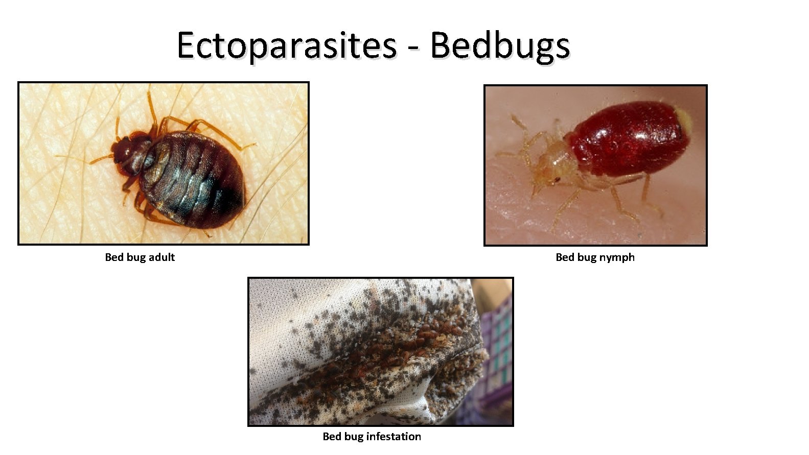 Ectoparasites - Bedbugs Bed bug adult Bed bug nymph Bed bug infestation 